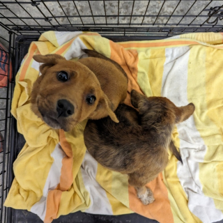 Illustration de l'article : Cette nouvelle méthode soutenue par une étude permettrait aux chiots de refuge d’être plus facilement adoptés