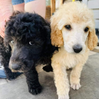 Illustration de l'article : Cette nouvelle méthode soutenue par une étude permettrait aux chiots de refuge d’être plus facilement adoptés