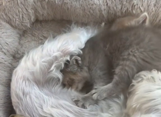 Illustration de l'article : Une maman chien bouleversée par la perte de ses chiots découvre des chatons en détresse et leur sauve la vie 