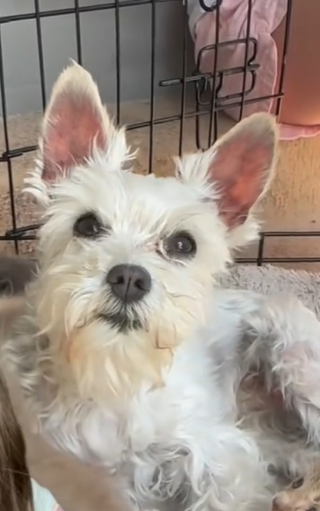 Illustration de l'article : Une maman chien bouleversée par la perte de ses chiots découvre des chatons en détresse et leur sauve la vie 