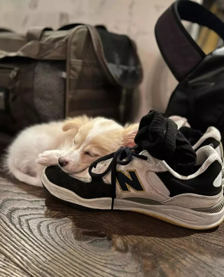 Illustration de l'article : Lors d’un vol, le chien de l’acteur Glen Powell échappe à la surveillance de son maître et devient ami avec les autres passagers