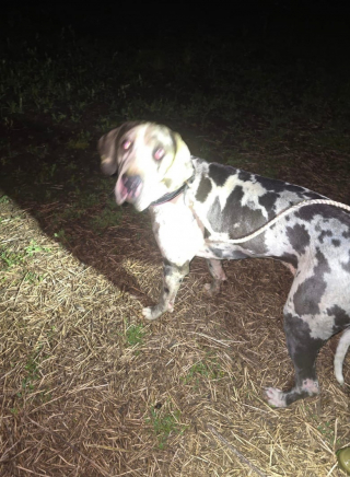 Illustration de l'article : Cette chienne coincée dans un puits alerte les secours en hurlant « comme Scooby-Doo »