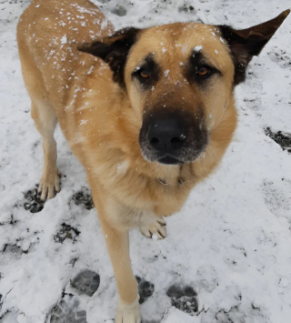 Illustration de l'article : Un chien de refuge sans famille depuis plus de 300 jours attire l’attention d’un adoptant en deuil