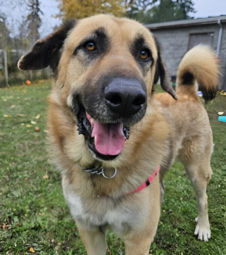 Illustration de l'article : Un chien de refuge sans famille depuis plus de 300 jours attire l’attention d’un adoptant en deuil