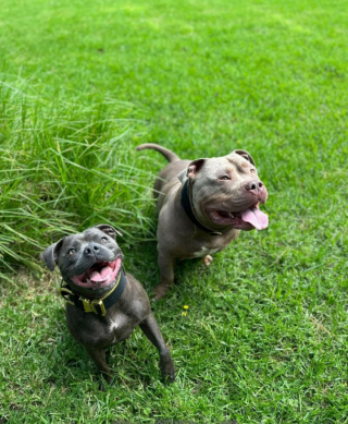 Illustration de l'article : Ces propriétaires font des heures de trajet en voiture chaque jour pour le bien-être de leur chien (vidéo)