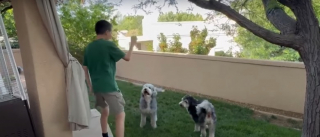 Illustration de l'article : Un adolescent participe à un concours pour inventer un nouveau type de jouet pour chiens et remporte le premier prix