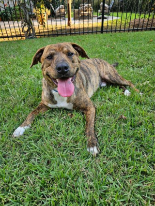 Illustration de l'article : De l'amour et de l'espoir plein les yeux pour Lenny, chien de refuge en quête d'une famille pour toujours depuis un an