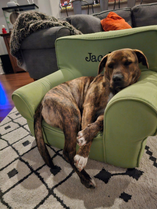 Illustration de l'article : De l'amour et de l'espoir plein les yeux pour Lenny, chien de refuge en quête d'une famille pour toujours depuis un an