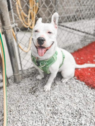 Illustration de l'article : Cette chienne amoureuse de l’eau plonge dans une fontaine en plein milieu d’un événement d’adoption