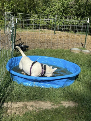 Illustration de l'article : Cette chienne amoureuse de l’eau plonge dans une fontaine en plein milieu d’un événement d’adoption