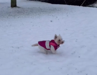 Illustration de l'article : Une sportive adopte un chien senior et découvre avec plaisir que c’est un toutou extrêmement actif