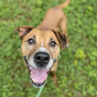 Illustration de l'article : Ce chien &acirc;g&eacute;, malade et abandonn&eacute; reste confiant et esp&egrave;re trouver un jour une famille aimante