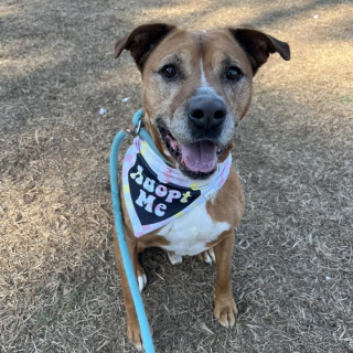 Illustration de l'article : Ce chien &acirc;g&eacute;, malade et abandonn&eacute; reste confiant et esp&egrave;re trouver un jour une famille aimante