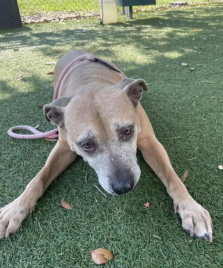 Illustration de l'article : Ignorée pendant une journée d’adoption, Baby Girl, une chienne séniore retrouvée dans la rue, trouve malgré tout sa famille pour la vie