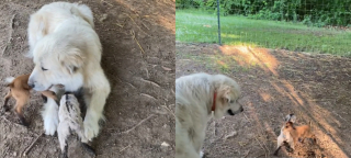 Illustration de l'article : Une Patou guidée par son instinct maternel et protecteur se prend d'affection pour 2 chevreaux nouveau-nés (vidéo)