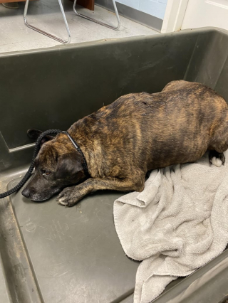 Illustration de l'article : En explorant une grotte de 12 mètres de profondeur, des spéléologues découvrent une chienne piégée sous la terre