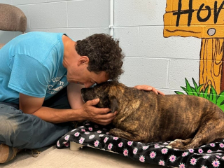 Illustration de l'article : En explorant une grotte de 12 mètres de profondeur, des spéléologues découvrent une chienne piégée sous la terre