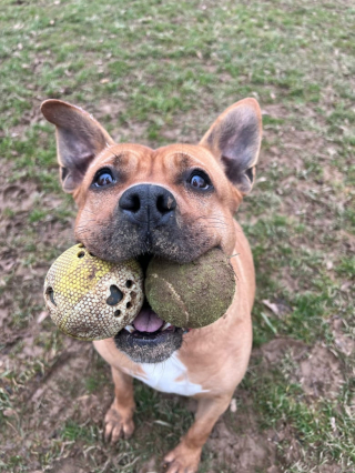 Illustration de l'article : Cette chienne passe plus d’un an derrière les barreaux de son box, avant de rencontrer enfin les bonnes personnes