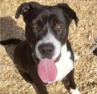 Illustration de l'article : Au lendemain de son adoption, Peanut, le croisé Dogue Allemand et Pitbull, se transforme en héro en sauvant la vie de son maître 