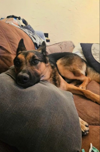 Illustration de l'article : Ce duo de Bergers Allemands inséparables voit son rêve le plus cher exaucé, grâce à un couple au grand cœur (vidéo)