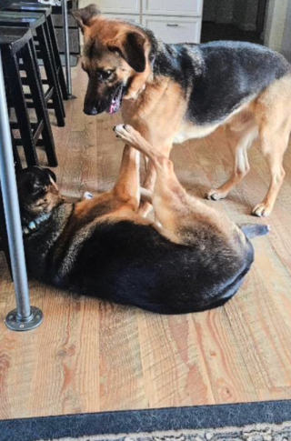 Illustration de l'article : Ce duo de Bergers Allemands inséparables voit son rêve le plus cher exaucé, grâce à un couple au grand cœur (vidéo)