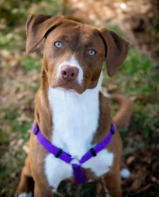 Illustration de l'article : Après avoir été abandonnée sur un parking, Molly, cette chienne aux yeux si bleus, aide désormais les personnes dans le besoin