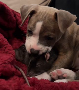 Illustration de l'article : La propriétaire d'un chiot Pitbull et d'un rat de compagnie immortalise leur première rencontre et le début de leur belle amitié (vidéo)