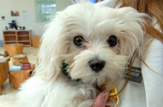 Illustration de l'article : Des vétérinaires tentent de sauver un Bichon Maltais d’une maladie cardiaque grâce à une chirurgie expérimentale