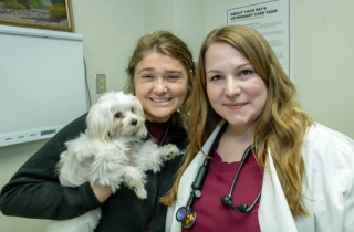 Illustration de l'article : Des vétérinaires tentent de sauver un Bichon Maltais d’une maladie cardiaque grâce à une chirurgie expérimentale