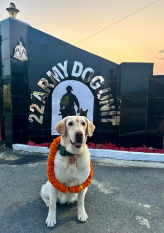 Illustration de l'article : Ce chien militaire senior a droit à un hommage émouvant pour célébrer sa fin de carrière (vidéo)