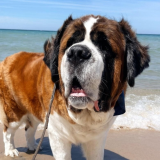 Illustration de l'article : Têtu comme une mule, ce Saint-Bernard refuse d’entrer chez sa vétérinaire et la force à faire son examen dehors (vidéo)