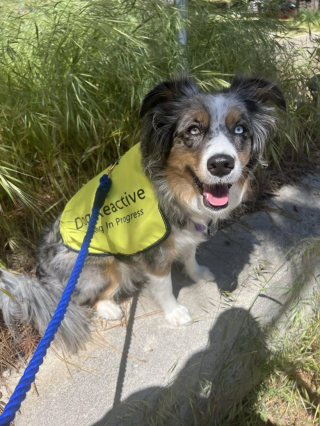 Illustration de l'article : Une ancienne chienne d’assistance traumatisée trouve du réconfort auprès de son âme-soeur, un chat “de soutien émotionnel”