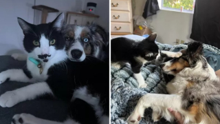 Illustration de l'article : Une ancienne chienne d’assistance traumatisée trouve du réconfort auprès de son âme-soeur, un chat “de soutien émotionnel”