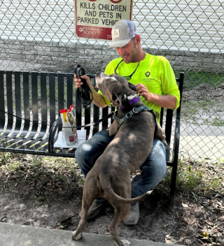 Illustration de l'article : Un chien de refuge victime de négligence se fait retirer une masse de 3,2 kilogrammes qui alourdissait son visage