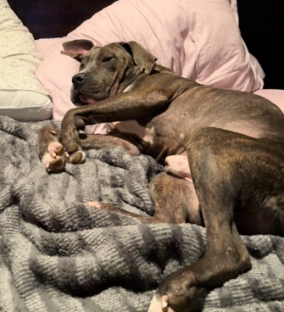 Illustration de l'article : Errant autour d’un garage, ce chien est recueilli par un mécanicien et change complètement de vie (vidéo)