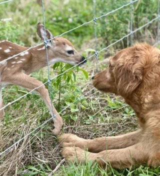 Illustration de l'article : Lors d&rsquo;une promenade en for&ecirc;t, un Golden Retriever adopte un faon &eacute;gar&eacute; (vid&eacute;o)