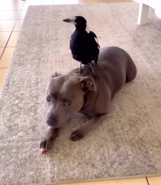 Illustration de l'article : Séparées après 4 ans d’amitié indéfectible, Peggy la staffie et Molly la pie se retrouvent enfin !