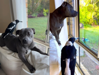 Illustration de l'article : Séparées après 4 ans d’amitié indéfectible, Peggy la staffie et Molly la pie se retrouvent enfin !