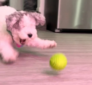 Illustration de l'article : Cette chienne aveugle mais joyeuse continue de s’amuser sans se soucier de son handicap (vidéo)