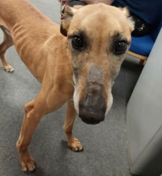 Illustration de l'article : Des enfants se mobilisent pour sauver un chien errant et l&rsquo;aident &agrave; trouver une nouvelle famille