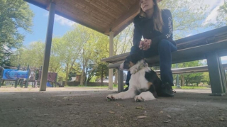 Illustration de l'article : Une chienne se perd en forêt et sa propriétaire la sauve in extremis après 3 jours de recherche