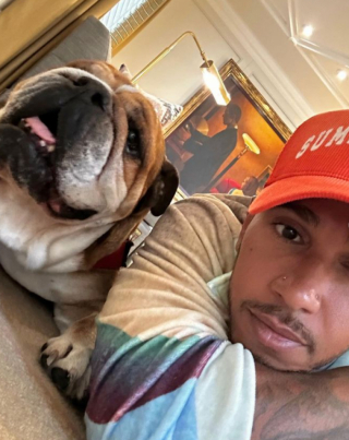 Illustration de l'article : Adopté par le pilote de Formule 1 Lewis Hamilton, son Bouledogue Français mène désormais la grande vie