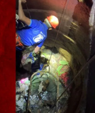 Illustration de l'article : Une infirmière sauve 7 chiots piégés dans un puits abandonné