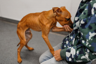 Illustration de l'article : Retrouvé dans un état pitoyable, ce petit chien se bat pour vivre et trouve enfin sa famille pour la vie