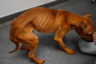 Illustration de l'article : Retrouvé dans un état pitoyable, ce petit chien se bat pour vivre et trouve enfin sa famille pour la vie