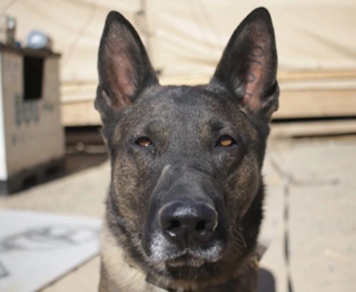 Illustration de l'article : Après 2 ans de séparation, un chien militaire retrouve son ancien maître et démarre sa nouvelle vie