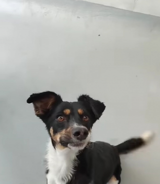 Illustration de l'article : Ce chien de refuge affectueux trouve enfin le bonheur après 600 jours d’attente