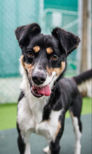 Illustration de l'article : Ce chien de refuge affectueux trouve enfin le bonheur après 600 jours d’attente