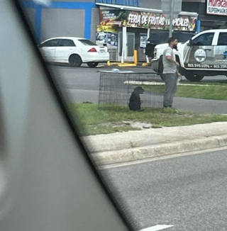 Illustration de l'article : Laissé dans une cage sans eau ni nourriture, ce chiot Rottweiler attendait d’être vendu jusqu’à ce qu’il croise une femme bienveillante (vidéo)