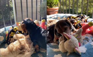 Illustration de l'article : Cet adorable Teckel fan de ses peluches profite d’un bain de soleil en leur compagnie (vidéo)